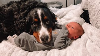 Bernese Mountain Dogs First Week With Newborn Baby Brother [upl. by Retsbew222]