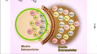 Fibrosis Quistica Fisiopatología diagnóstico y tratamiento [upl. by Varin]