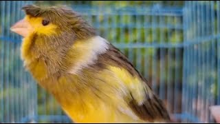 Canary Bird Singing Training Singh Song Beautiful canary [upl. by Ortrud]