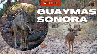 Fauna Silvestre  Guaymas  Sonora  México  Diciembre  2023 [upl. by Dyob]