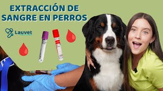 ¿CÓMO EXTRAERLE SANGRE A UN PERRO  Tutorial  Lauvet [upl. by Tiena]