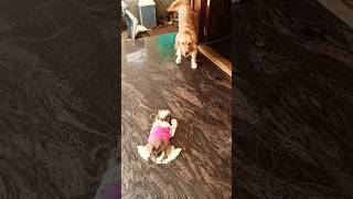 Shih Tzu dog barking Shih Tzu puppy barking 🤣😂 shiztzu cute milo [upl. by Sarge551]