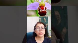 AMAZING FACTS OF MUTUALISM ORCHID OPHRYS VS BEEBOTANYECOLOGY biology biodiversityanimals neet🔥 [upl. by Ailekahs]