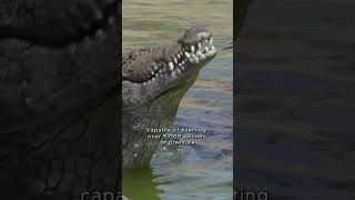 What Happened to Lolong The Largest Crocodile in Recent History [upl. by Nareik]