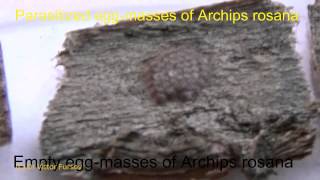 Under Microscope Eggs of Archips rosana Lepidoptera Tortricidae on Cherry Tree Bark [upl. by Nehte]