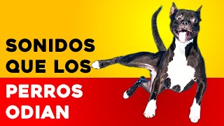 Sonidos Que Los Perros Odian  Sonidos que molestan a los perros [upl. by Bashuk]