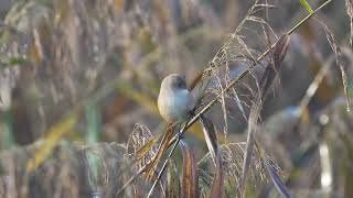 Bearded Reedling [upl. by Aiht]