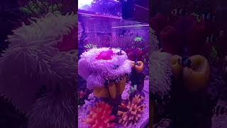 Beautiful Gold fish Fish Aquarium setup Gold Fish tank setup shorts viral fish aquarium [upl. by Auehsoj]