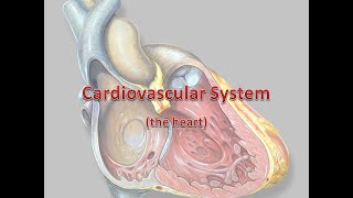 Cardiovascular System Anatomy and Physiology Overview [upl. by Cusick]