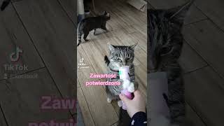 🐈‍⬛Kocia agentka cat catlover funny cute funnycats pets śmieszne [upl. by Moises]