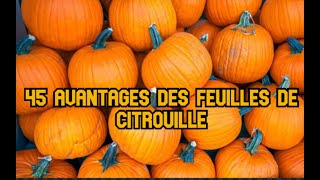 45 avantages des feuilles de citrouille [upl. by Quackenbush67]