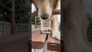 Dog loves bone foryou foryoupage goldenretriever pets puppy doglover reel cute fyp [upl. by Eycats314]