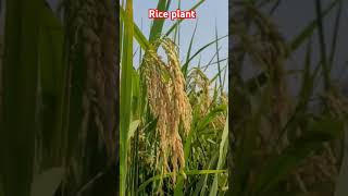 kari hai kisani Saiya🔥 farming riceplant shortsvideo video tranding kisan motivation love [upl. by Giana48]