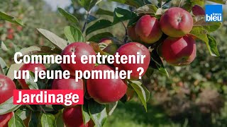 Comment entretenir un jeune pommier [upl. by Oirram]