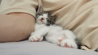 What Happens When a Rescued Kitten Becomes Completely Obsessed with Humans [upl. by Sucy]