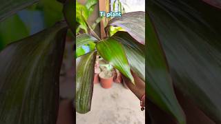 Ti plant propagation shorts youtubeshorts dracaena [upl. by Sothena]