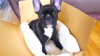 FRENCH BULLDOG PUPPY 11 WEEKS OLD  CUTE PUPPY [upl. by Nyleek]