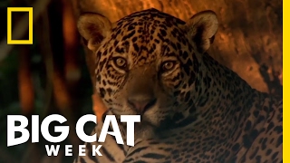 Learn About the Jaguar  Big Cat Week [upl. by Oloap]