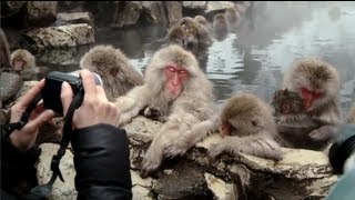 Snow monkeys soak in hot springs of Japan [upl. by Enyalahs293]