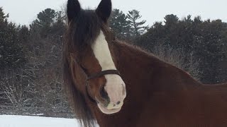 2016 Clydesdale Superbowl Commercial  GO JIMMY [upl. by Ahsertal]