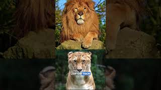 Tigon  a Crossbreed of a Lioness and a Male Tiger [upl. by Christoforo880]