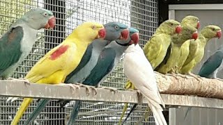 der neue avimarkt bei Zwolle Vogelmarkt BRABANTHALLEN SHERTOGENBOSCH Teil 1 [upl. by Halludba151]