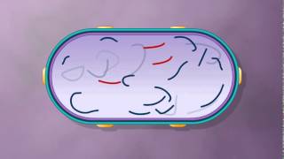 Generalized Transduction Bacterial Recombination Collected by Krishna Thapa [upl. by Ruel292]