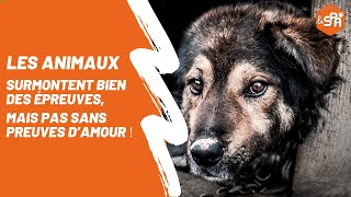 Les animaux surmontent bien des épreuves mais pas sans preuves d’amour 🧡 [upl. by Darnok]