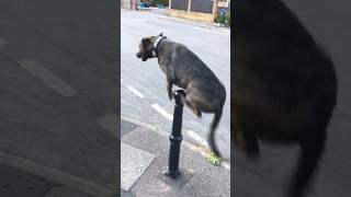 Dutchsheperd Pole jumping tier 2 dutchshepherdmalinoisk9dogtrainingmalinois [upl. by Teador]