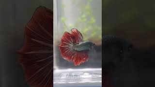 Red Rosetail Halfmoon Betta [upl. by Nizam]