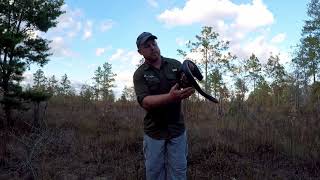 Eastern Indigo Snake Home Range [upl. by Nangatrad330]