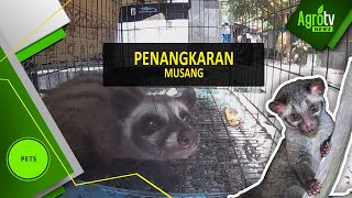 Penangkaran Musang [upl. by Avaria]