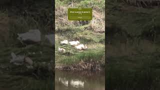 What is goose and geese in 🏴󠁧󠁢󠁷󠁬󠁳󠁿 vocabulary geirfa dysgucymraeg cymraeg [upl. by Hluchy]