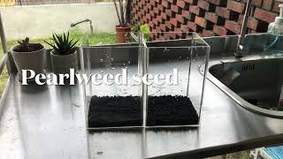 Growing Pearlweed from seed with different methods [upl. by Iramohs453]