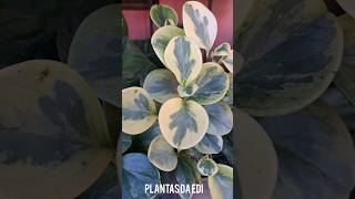 5 plantas de sombra com folhagens coloridas [upl. by Eelarbed]