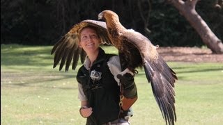 Wedgetail Eagle Starts to Soar at Taronga Zoo [upl. by Ahselat]