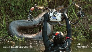 Anacondas in Brazil Adventure [upl. by Izak]