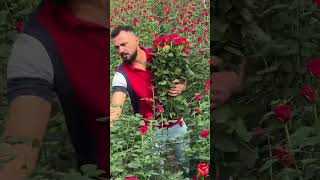 Red rose 🌹🌹 nature roses garden flowers rose gülsepeti byözgür gardening gül love [upl. by Anilef]