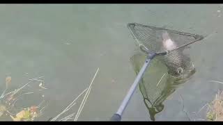 Fly Fishing at Dever Springs Trout Fishery [upl. by Nylikcaj]