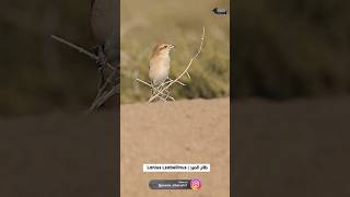 Lanius Lsabellinus  طائر الصرد LaniusLsabellinus shorts birds wildlife oman [upl. by Edaj]