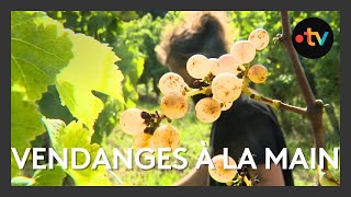 Viticulture  des vendanges à la main et avec entrain à Pomport [upl. by Assennav]