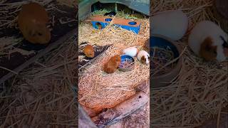 Guinea Piglets mowing 🥰🥰ytshorts cutebaby rehmattinyshow Taronga zoo Sydney shorts [upl. by Tarr]