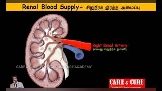 Kidney Health Care in TCM  Kidney Anatomy in tamil [upl. by Moreland77]