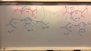 Pancreatic Elastase [upl. by Hauger]