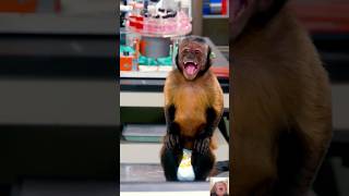 Sheldon and the monkey are like copy and paste thebigbangtheoryfunniestmoments shorts funny [upl. by Norha557]