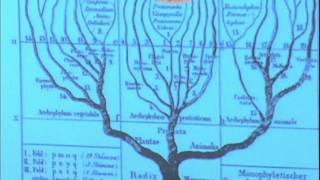 Diversidade Biológica e Filogenia  videoaula 1 [upl. by Odama193]