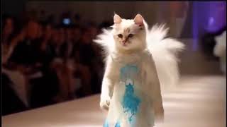 🐱 THE HOTTEST CUTTEST MEOW SHOW ON THE RUNWAY 2024💖 [upl. by Weihs488]