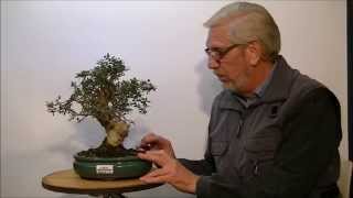 Bonsai Olea Oleaster Silvestris [upl. by Coward]