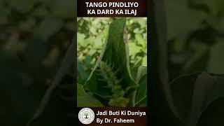 Tango PINDLIYO ka dard Ka ilaj  Dr Fahim Herbalist [upl. by Nunes]