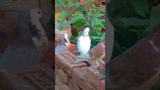 kabutar ki video pigeon youtubeshort shorts viralshort [upl. by Ahtela682]